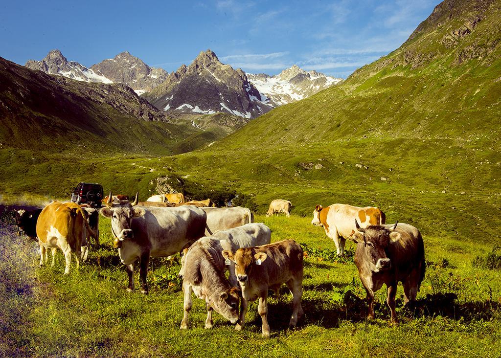 Alpenpension Maderer Гашум Экстерьер фото